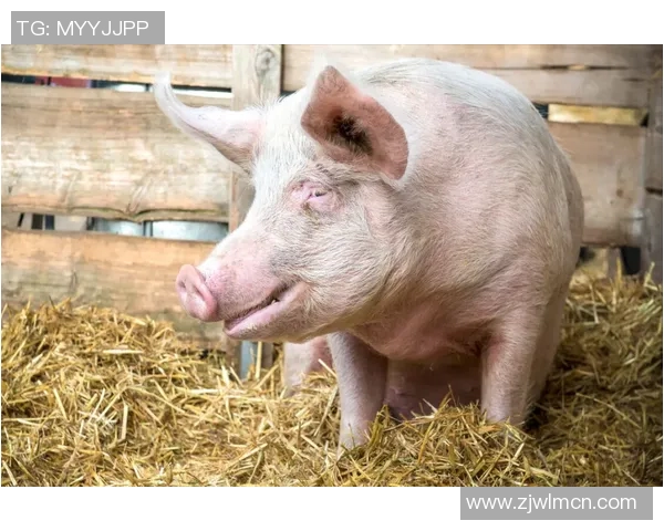 排球新手必看：快速掌握基本技巧与战术的全面指南